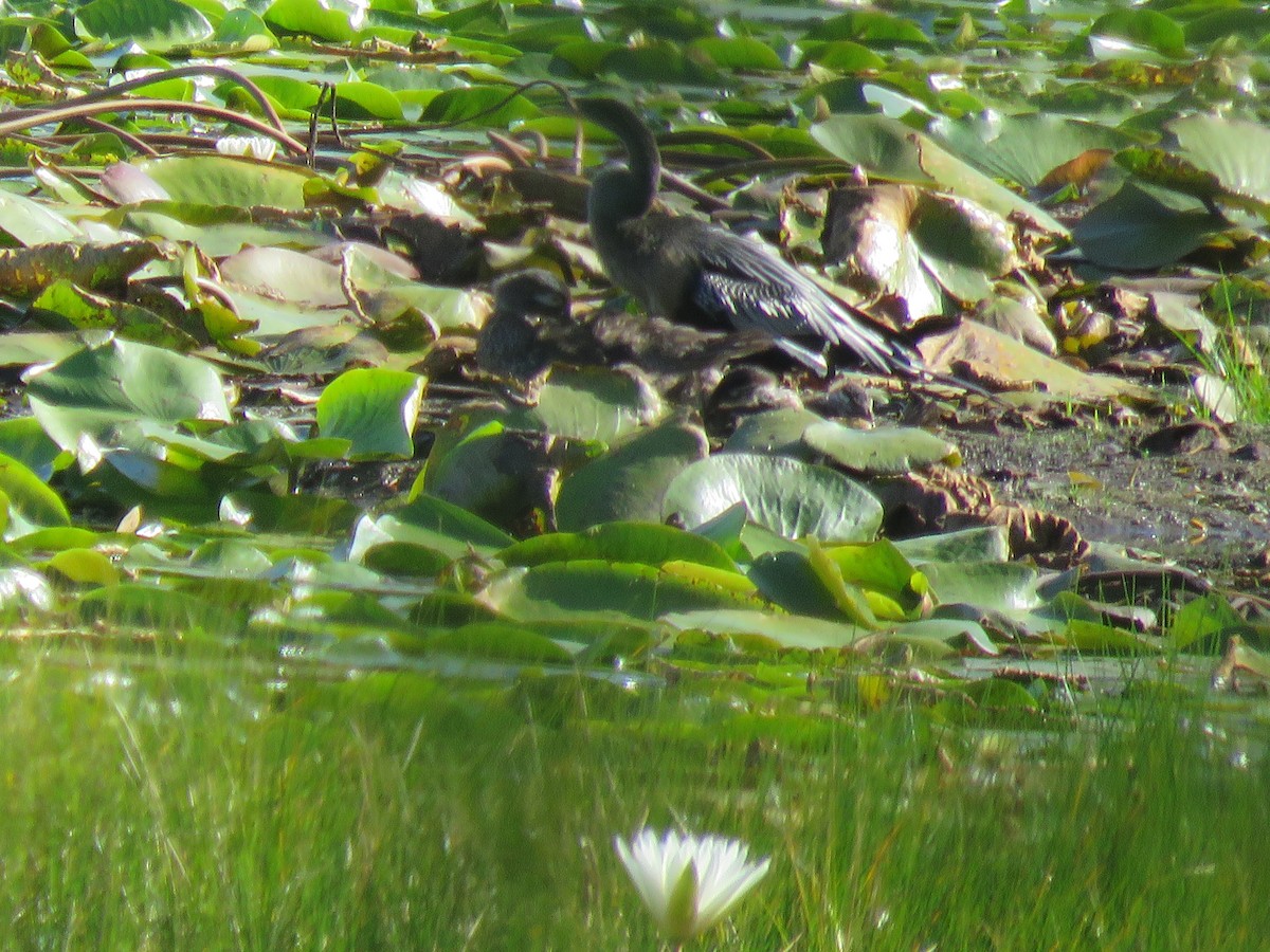 Anhinga amerikarra - ML641906168