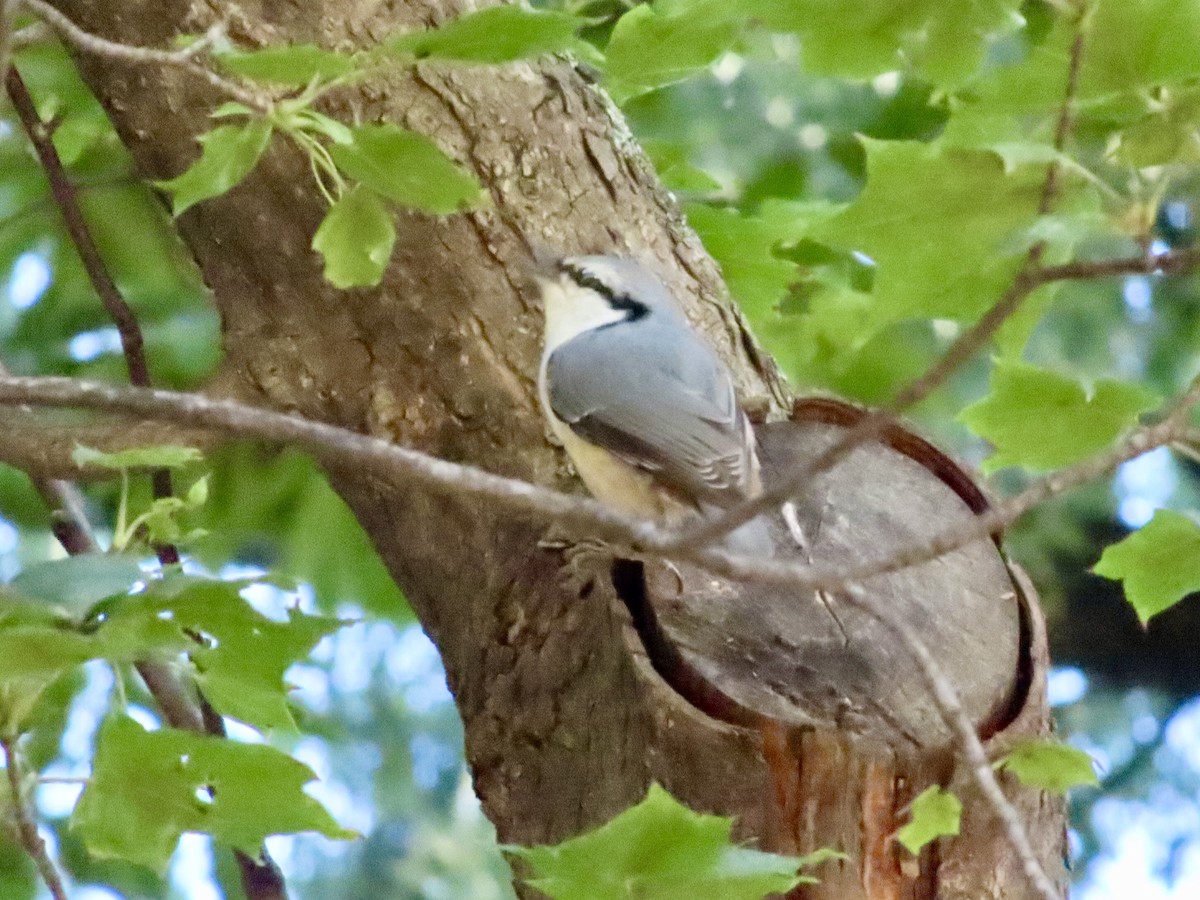 Garrapo eurasiarra - ML641906170
