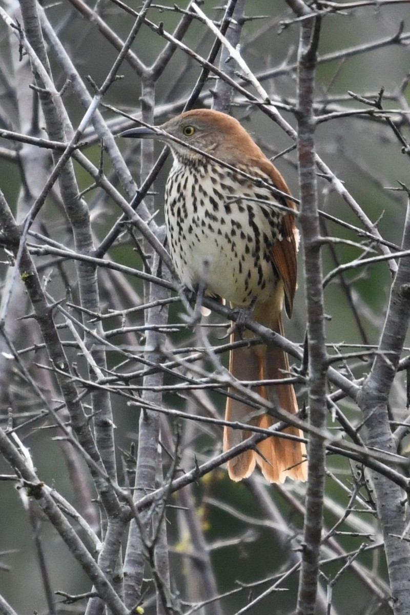 Brown Thrasher - ML641906176