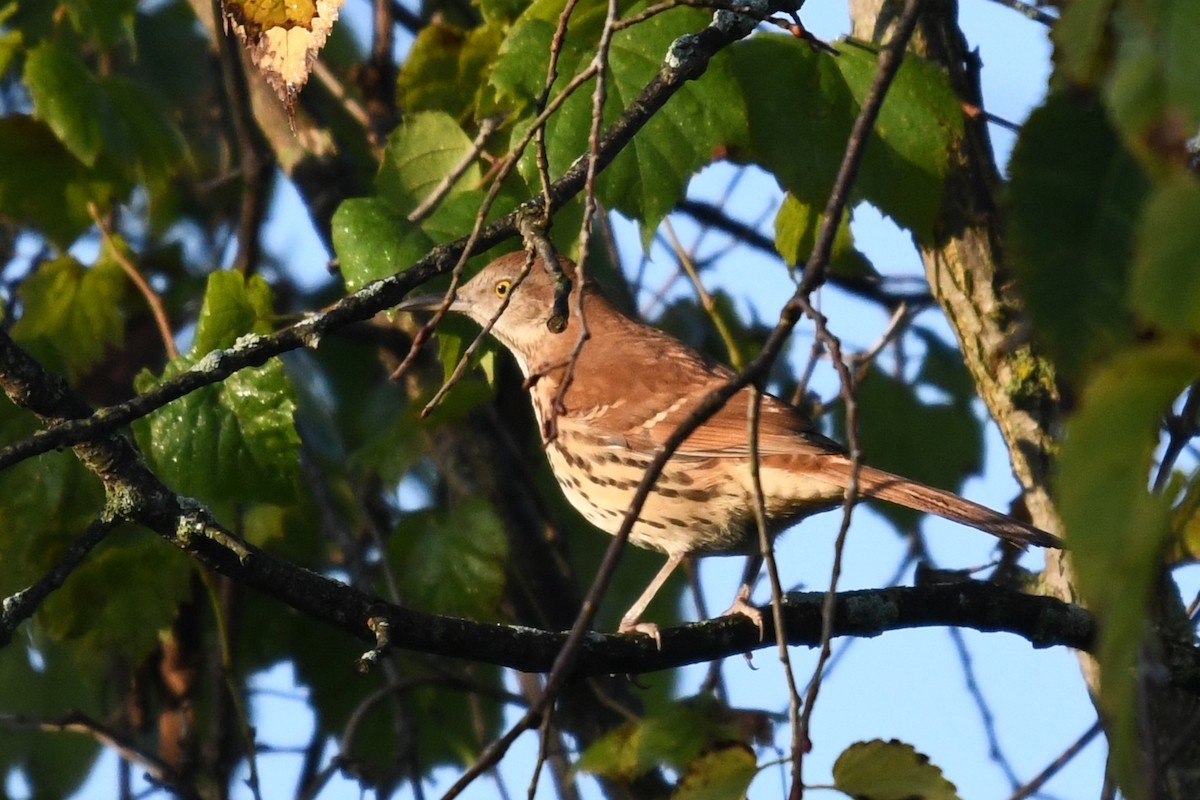 Brown Thrasher - ML641906177