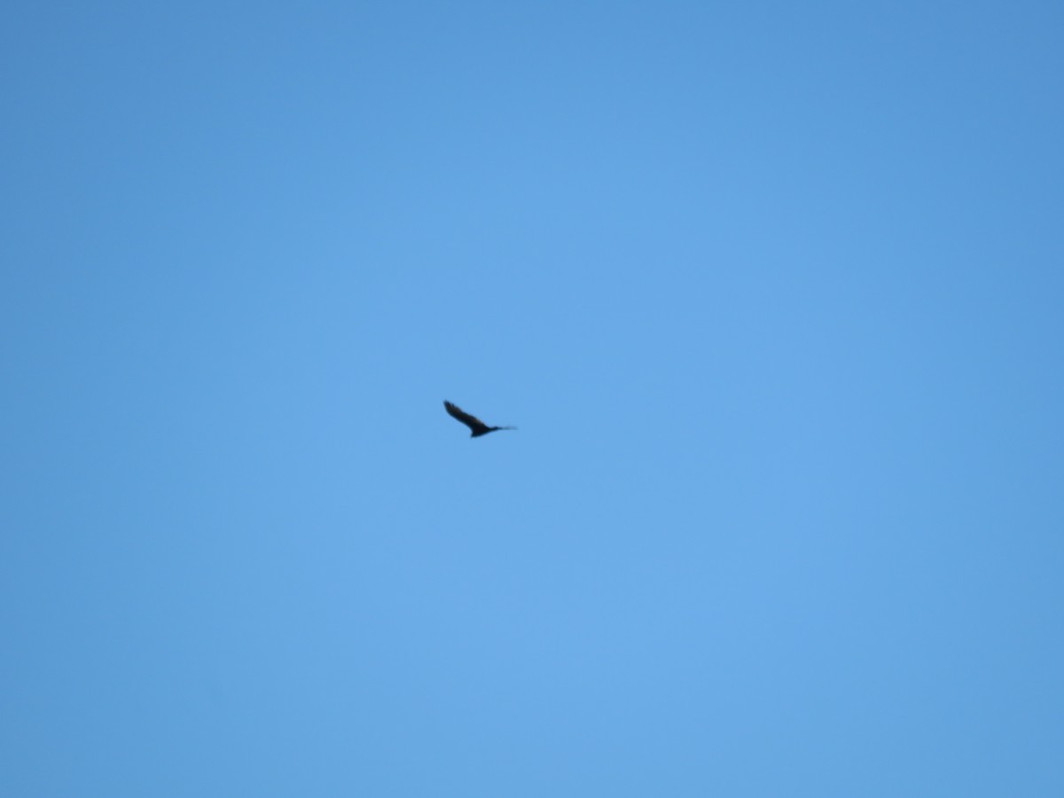 Red-shouldered Hawk - ML641906179