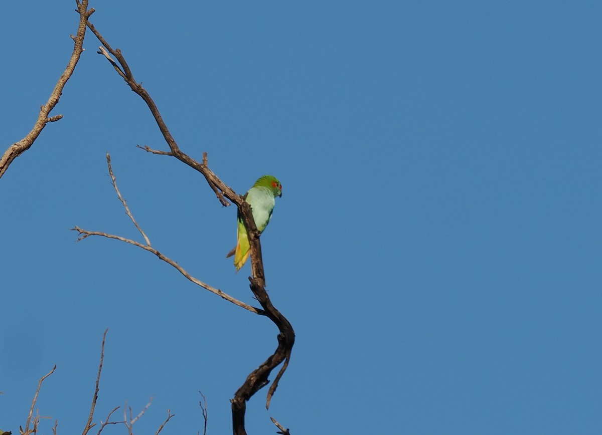 Purple-crowned Lorikeet - ML641906181