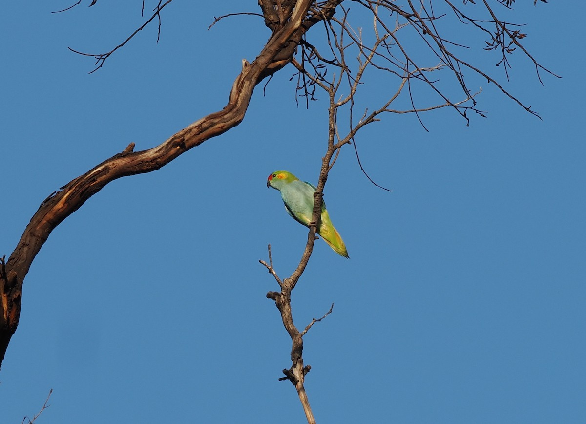 Purple-crowned Lorikeet - ML641906182
