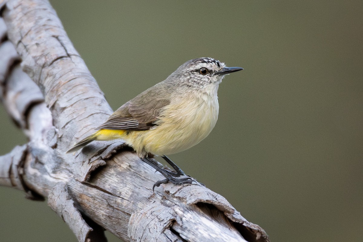Yellow-rumped Thornbill - ML641906190