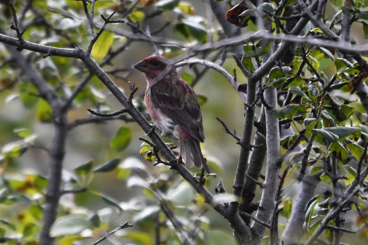 Purple Finch (Eastern) - ML641906221