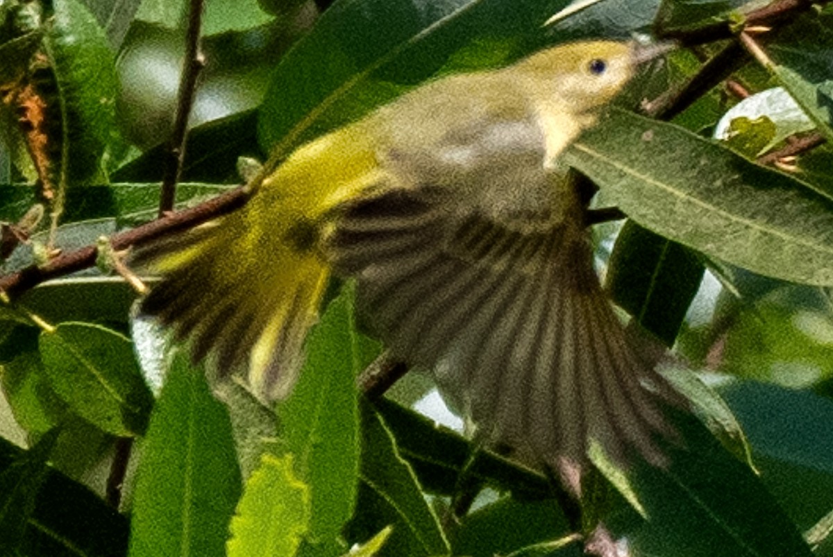 Northern Yellow Warbler - ML641906231