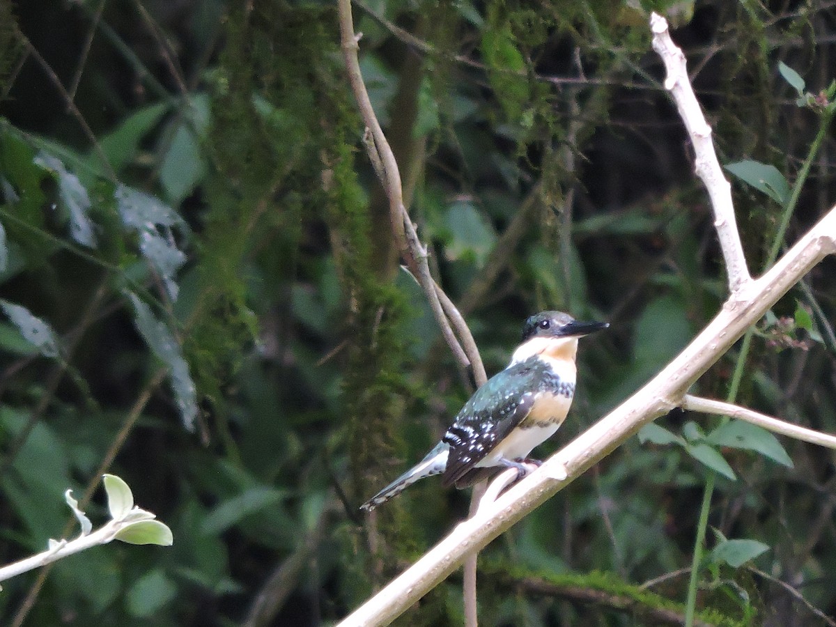 Green Kingfisher - ML641906232