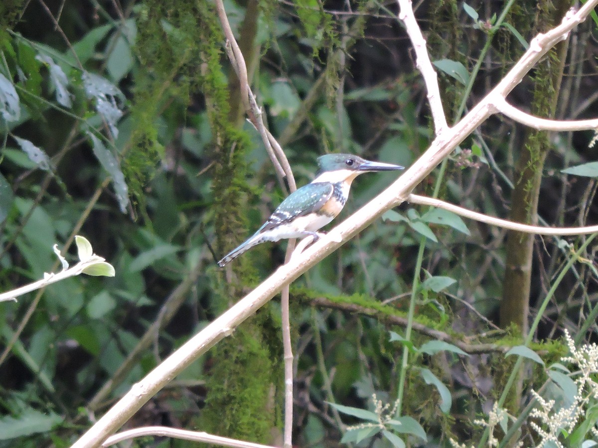 Green Kingfisher - ML641906233