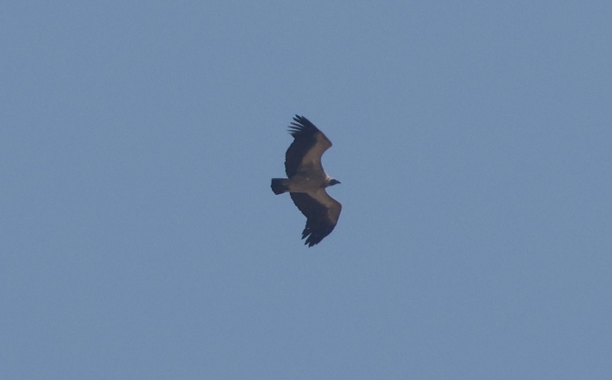White-backed Vulture - ML641906261