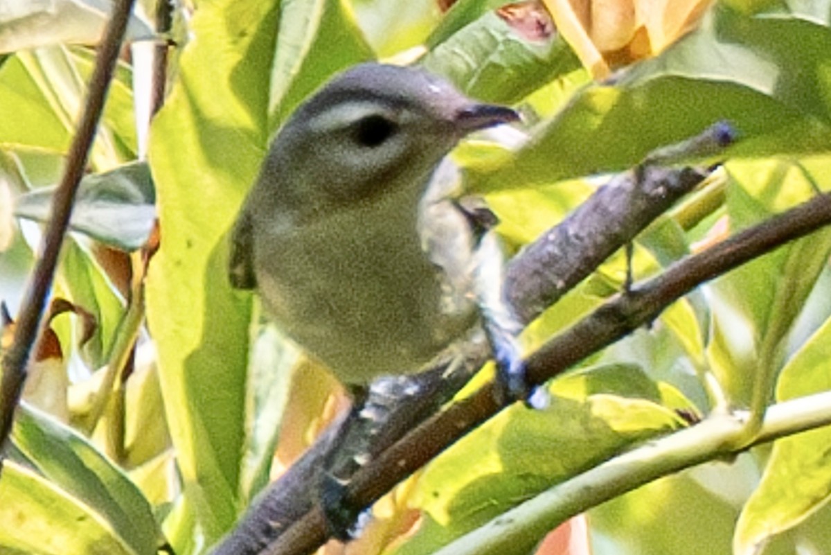 Western Warbling Vireo - ML641906270