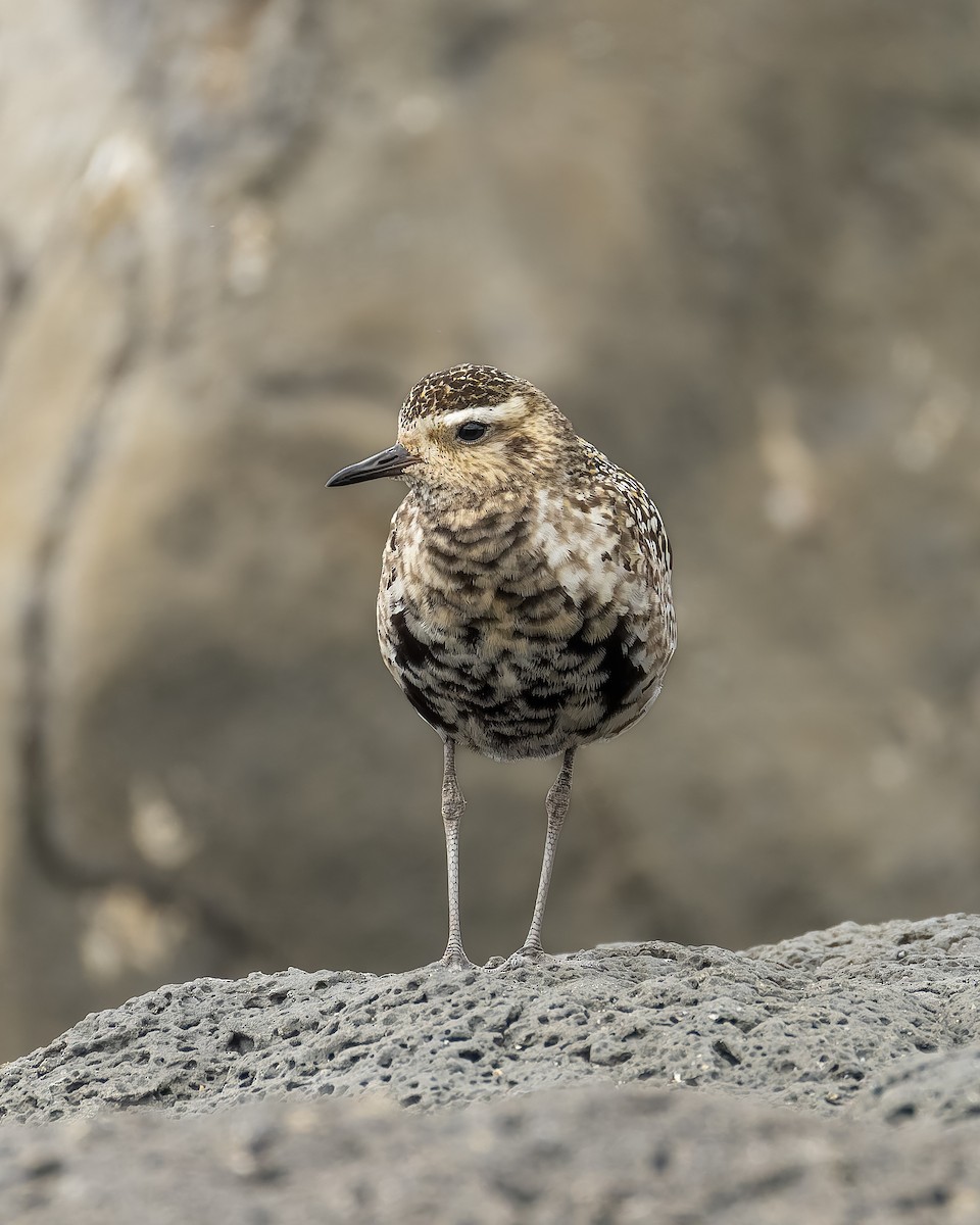 Pacific Golden-Plover - ML641906285