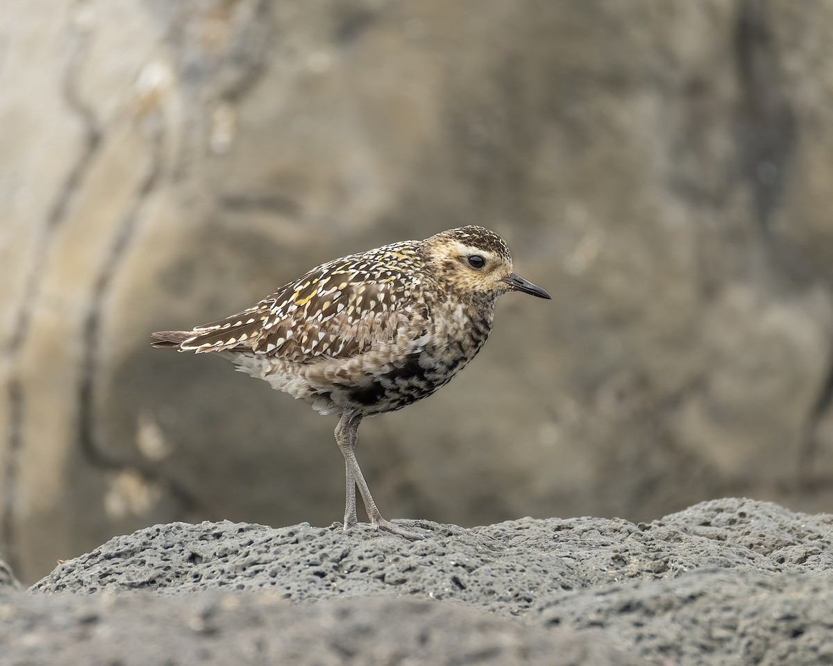 Pacific Golden-Plover - ML641906286