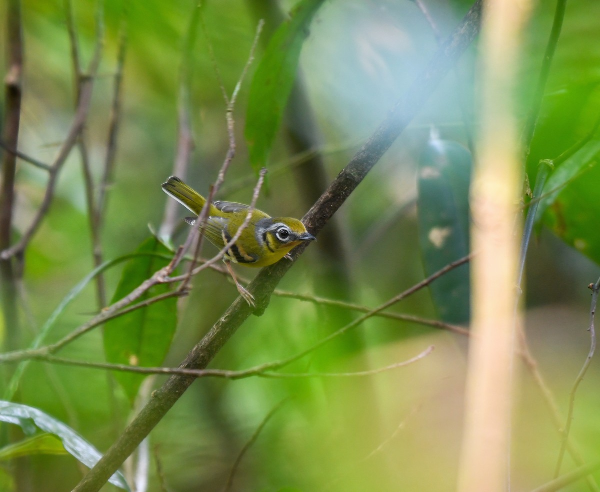 Black-eared Shrike-Babbler - ML641906328