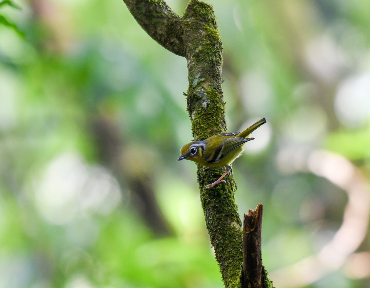 Black-eared Shrike-Babbler - ML641906329
