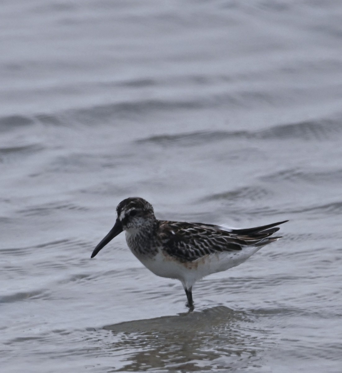 Broad-billed Sandpiper - ML641906335