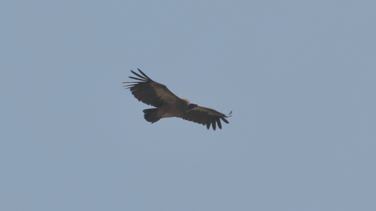 White-backed Vulture - ML641906336