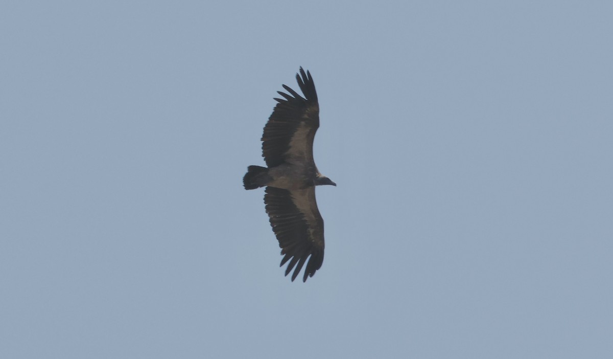 White-backed Vulture - ML641906337