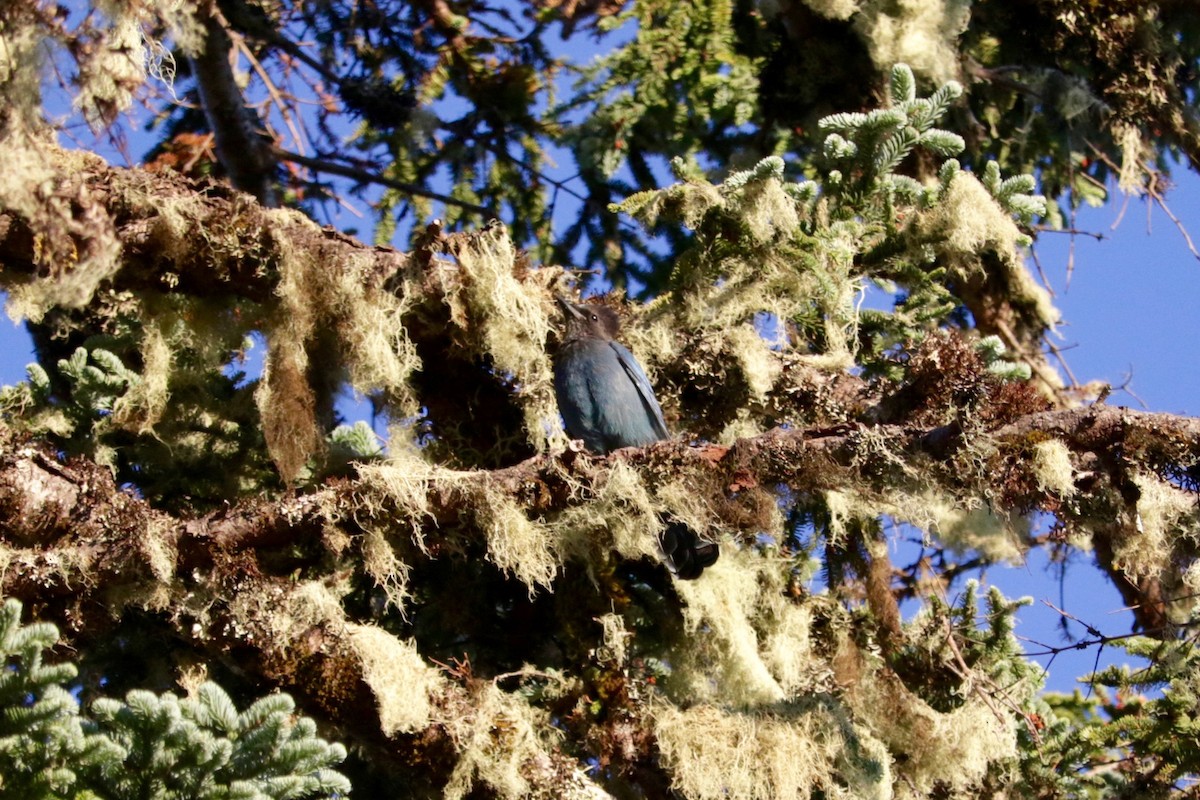 Steller's Jay - ML641906338