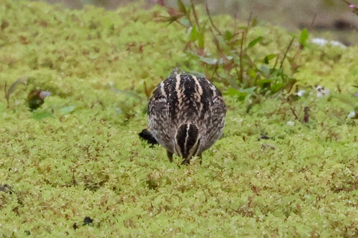 Common Snipe - ML641906346