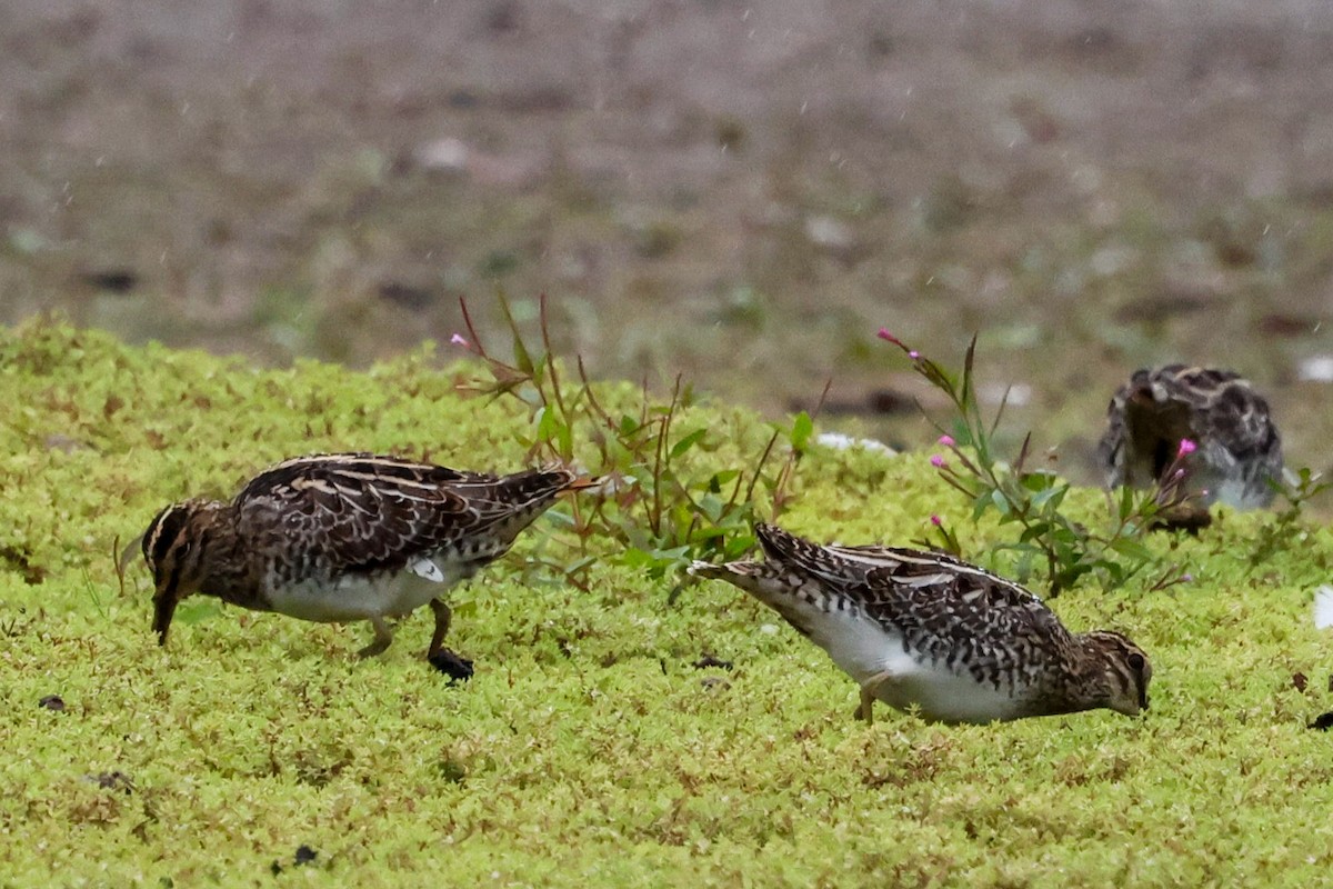 Common Snipe - ML641906347