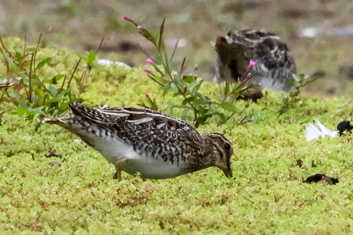 Common Snipe - ML641906348