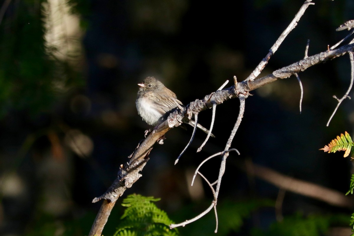 Dark-eyed Junco (Oregon) - ML641906350