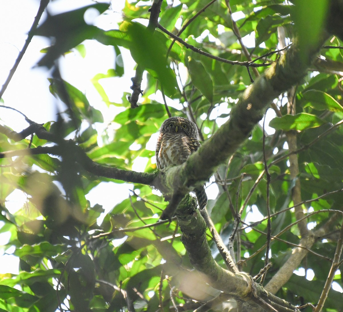 Collared Owlet - ML641906355