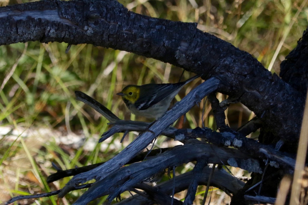 Hermit Warbler - ML641906364