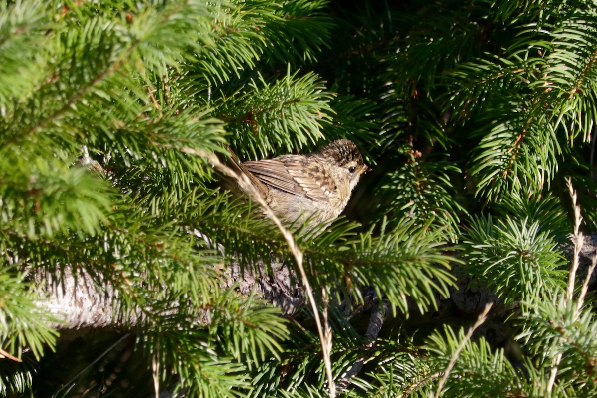 White-crowned Sparrow - ML641906367