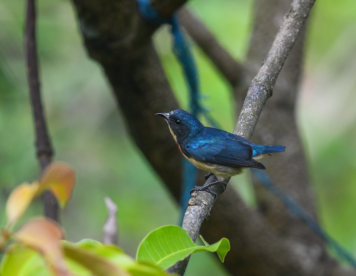 Fire-breasted Flowerpecker - ML641906375