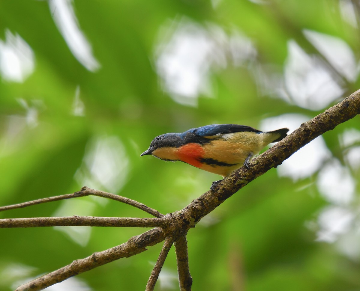 Fire-breasted Flowerpecker - ML641906376