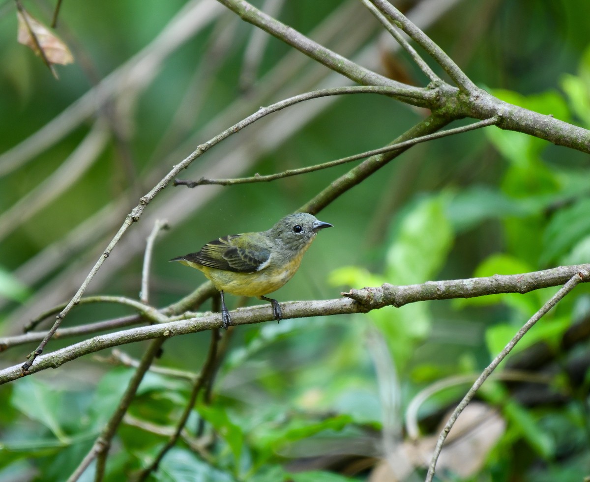 Fire-breasted Flowerpecker - ML641906377