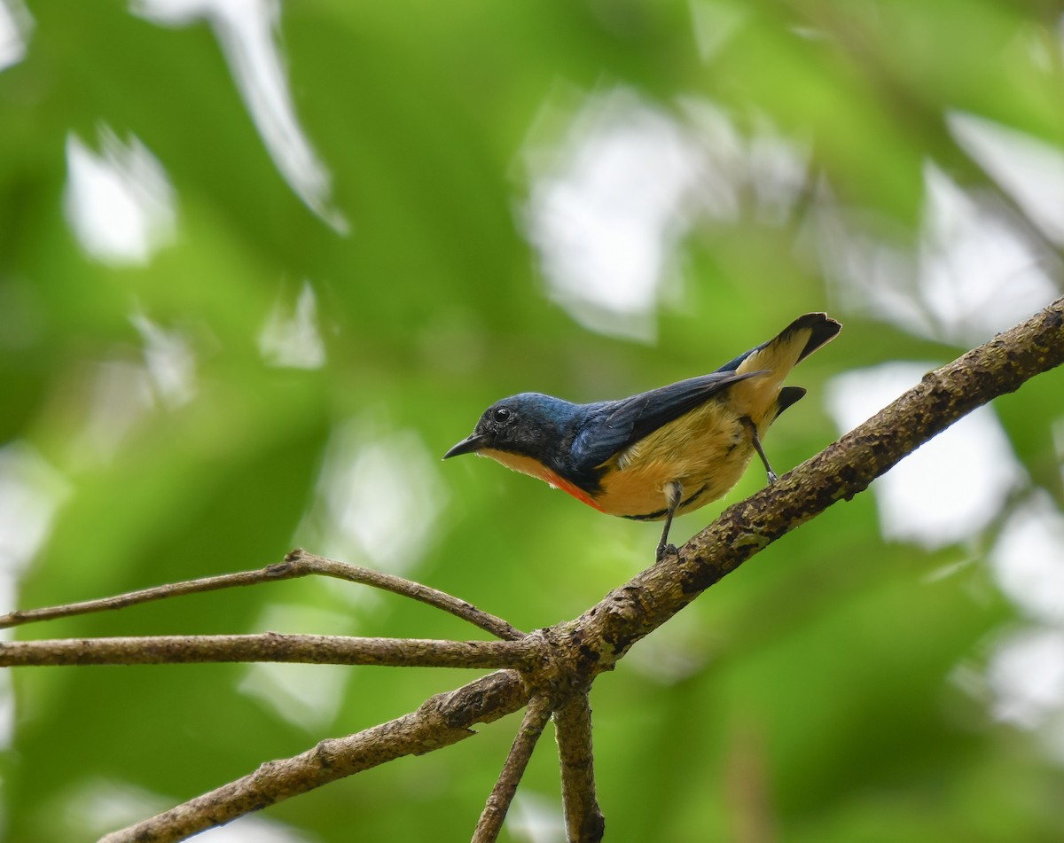Fire-breasted Flowerpecker - ML641906378