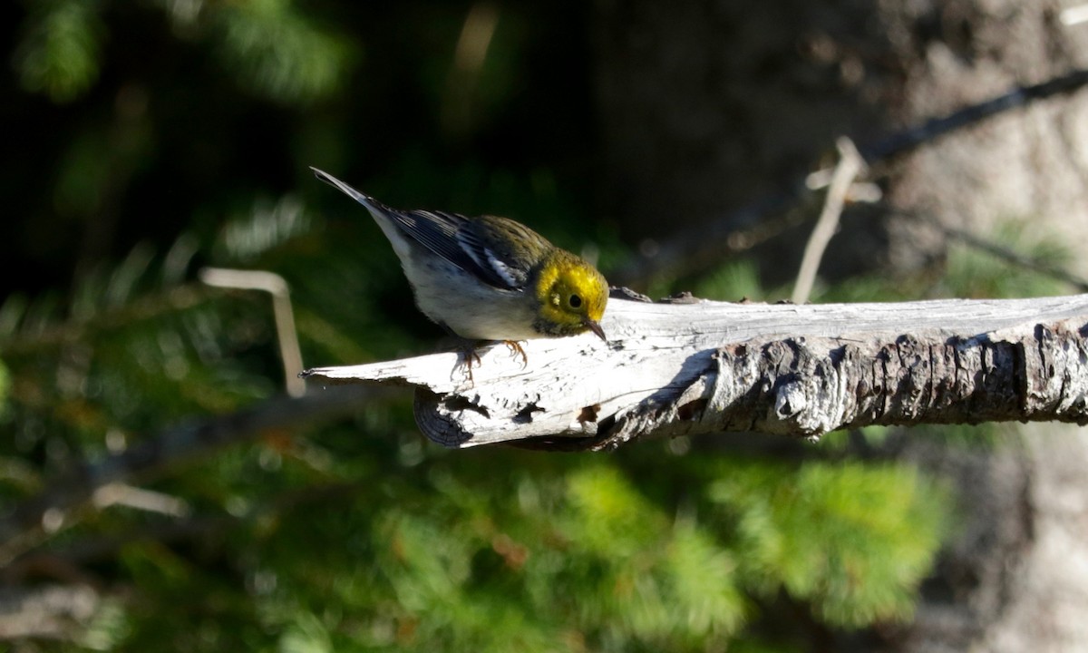 Hermit Warbler - ML641906379