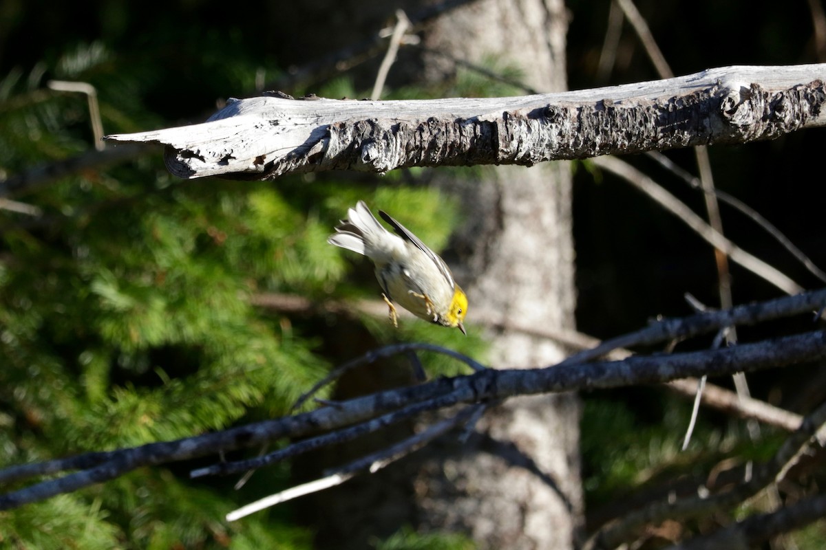 Hermit Warbler - ML641906382
