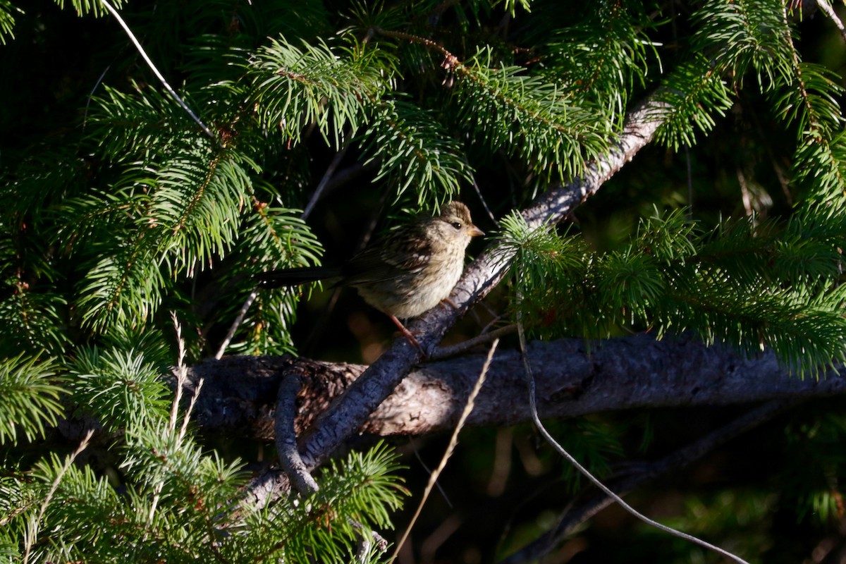 White-crowned Sparrow - ML641906388