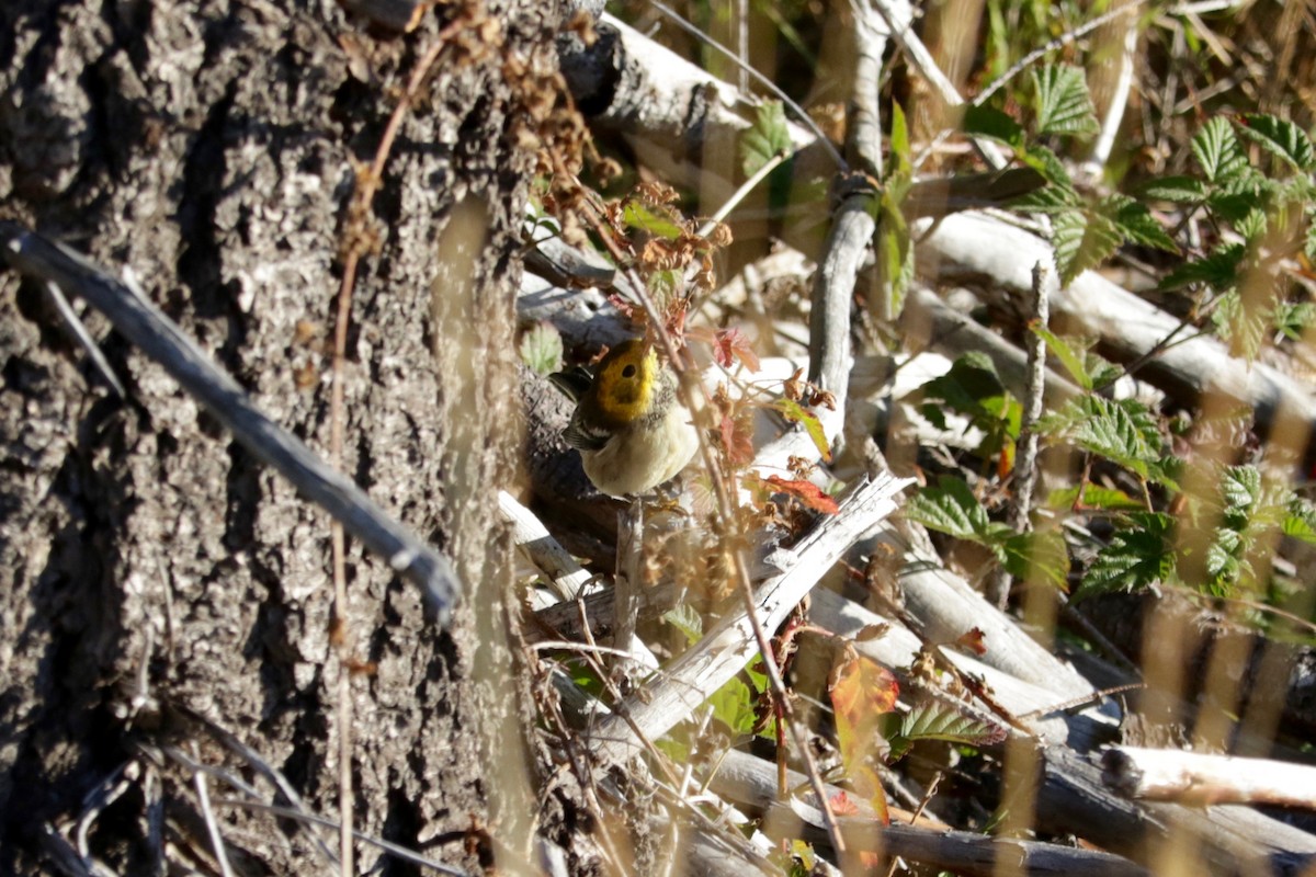 Hermit Warbler - ML641906395
