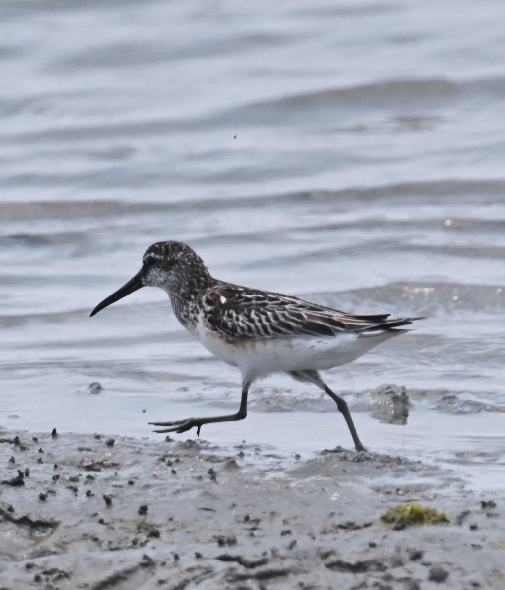 Broad-billed Sandpiper - ML641906397