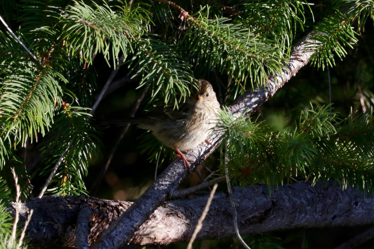 White-crowned Sparrow - ML641906403