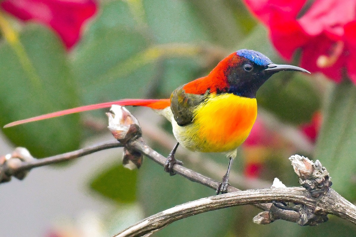 Fire-tailed Sunbird - ML641906405