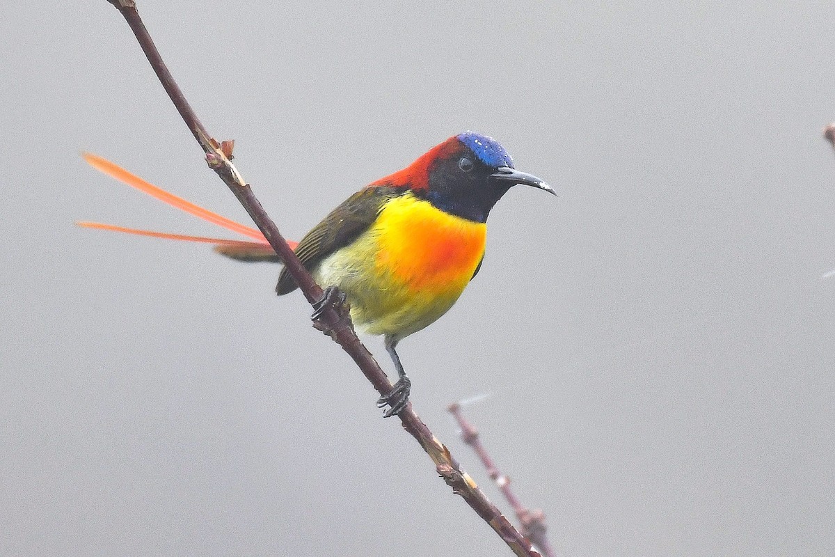 Fire-tailed Sunbird - ML641906406