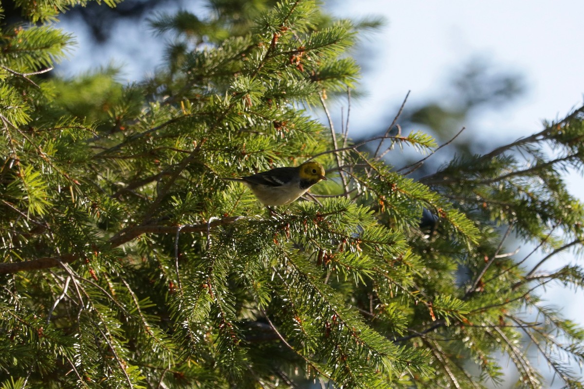 Hermit Warbler - ML641906428