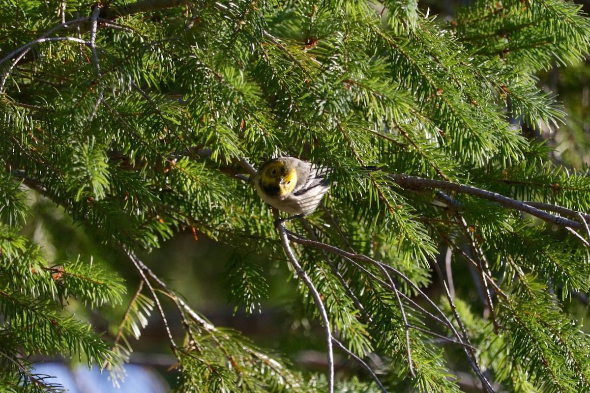 Hermit Warbler - ML641906429