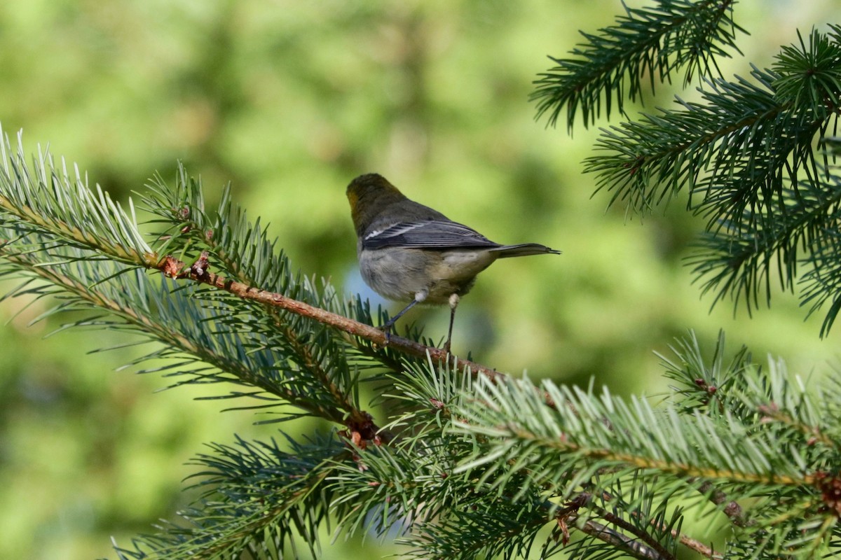 Hermit Warbler - ML641906430