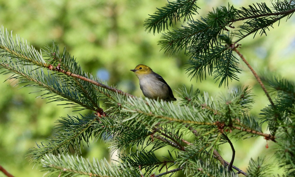 Hermit Warbler - ML641906431