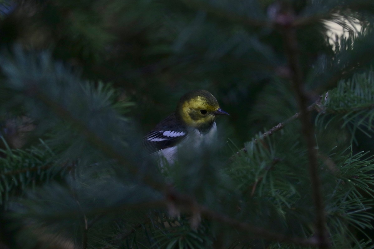 Hermit Warbler - ML641906432