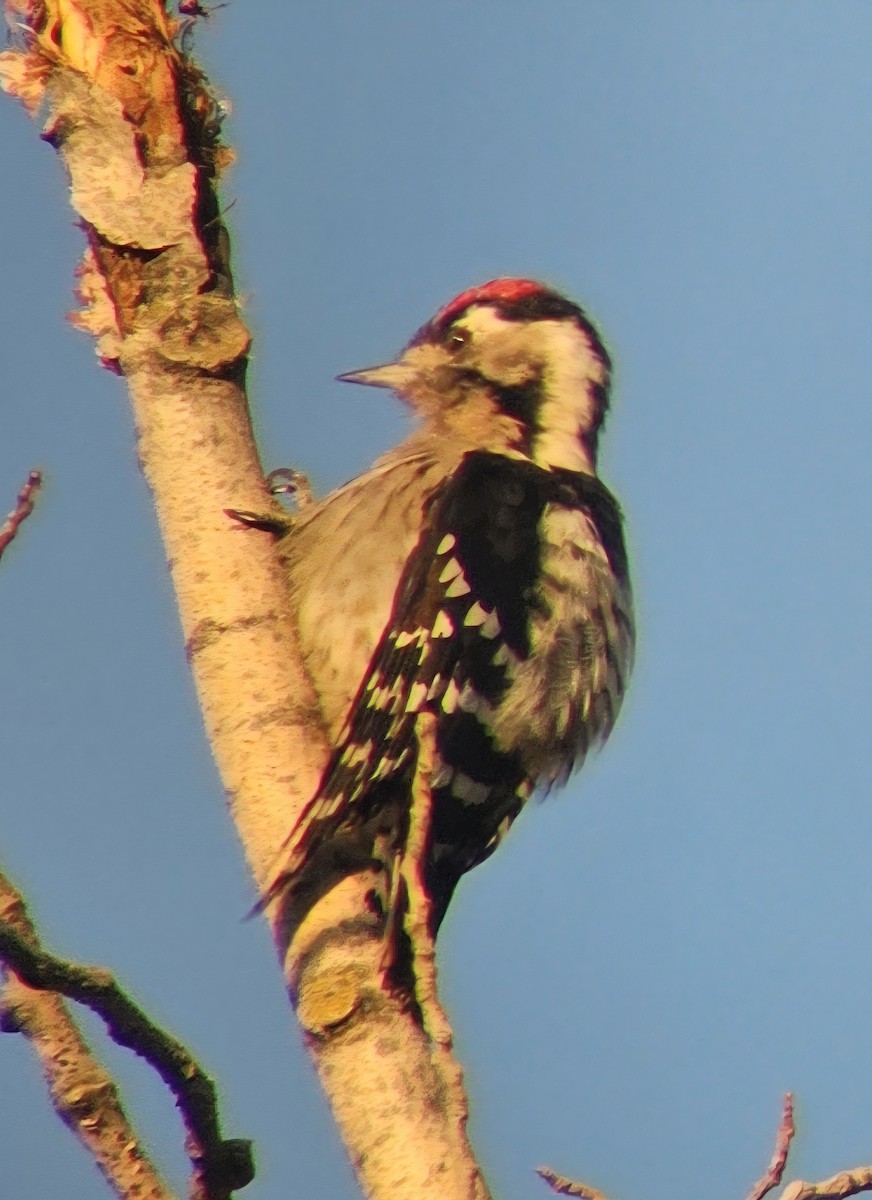 Lesser Spotted Woodpecker - ML641906451