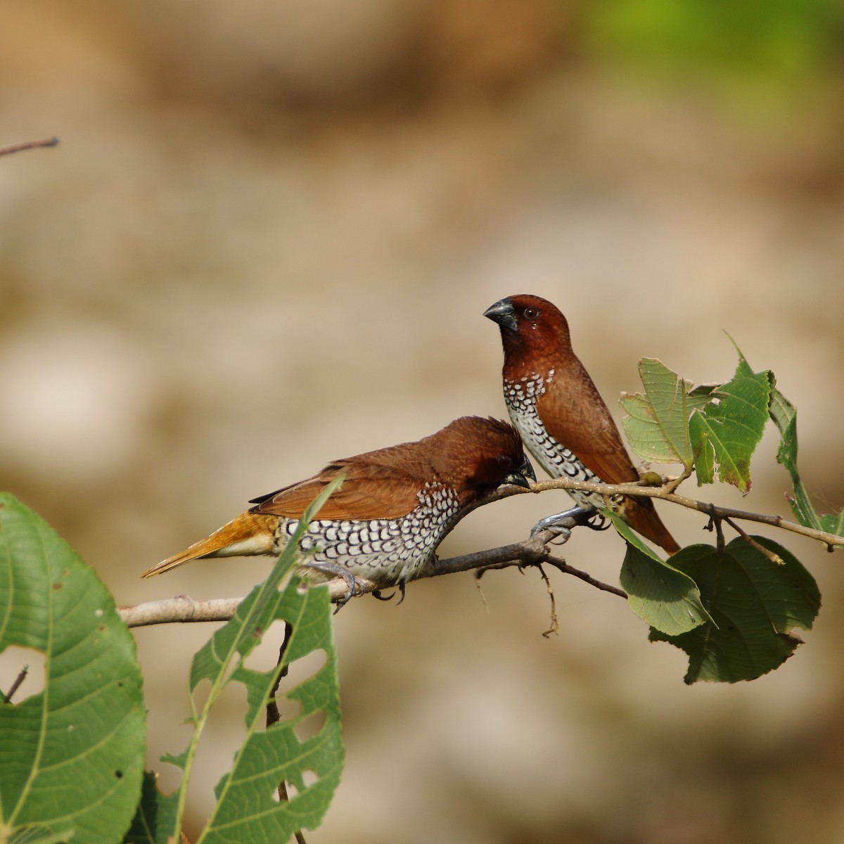 panenka muškátová - ML641906467