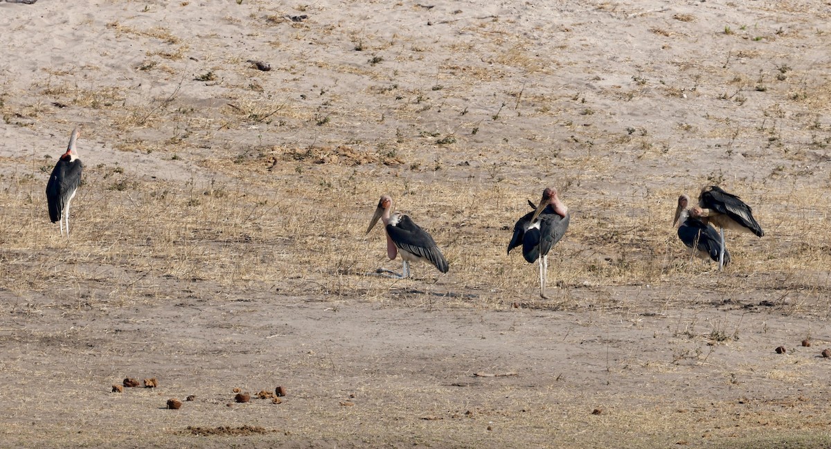 Marabou Stork - ML641906470