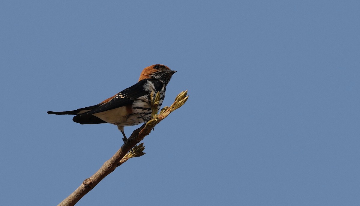 Lesser Striped Swallow - ML641906503